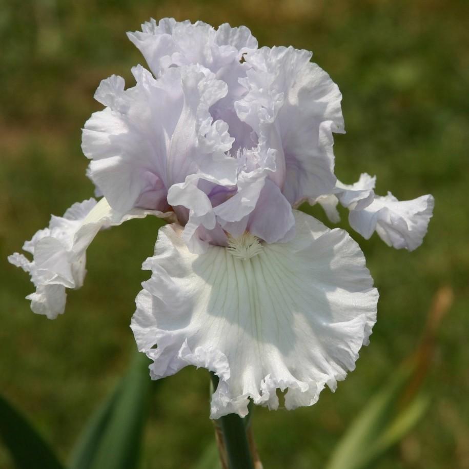Photo of Tall Bearded Iris (Iris 'Royal Sterling') uploaded by avmoran