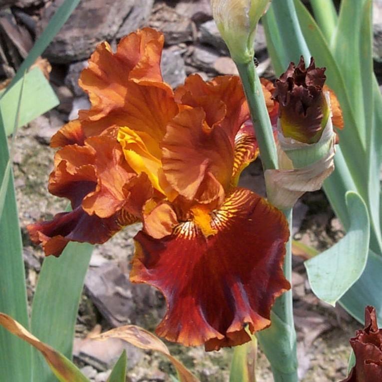 Photo of Tall Bearded Iris (Iris 'Rustler') uploaded by avmoran