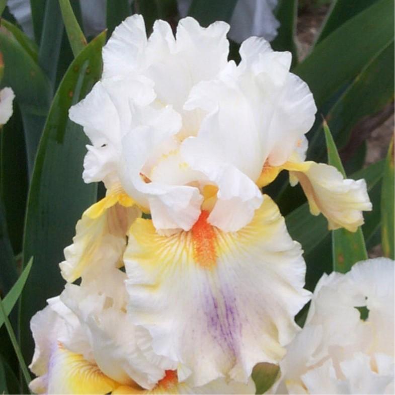 Photo of Tall Bearded Iris (Iris 'Quandary') uploaded by avmoran