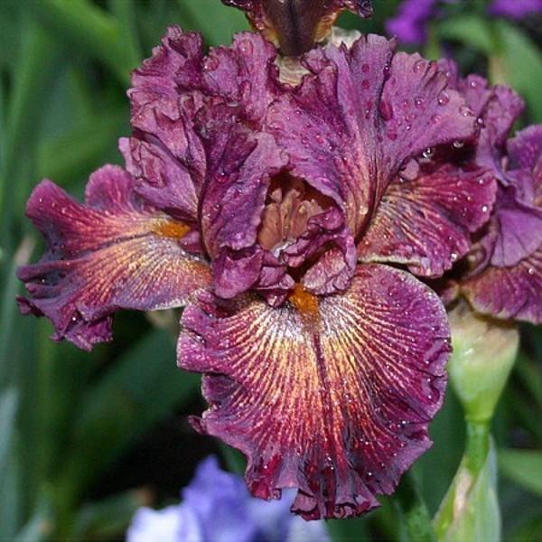 Photo of Tall Bearded Iris (Iris 'Tangled Web') uploaded by avmoran