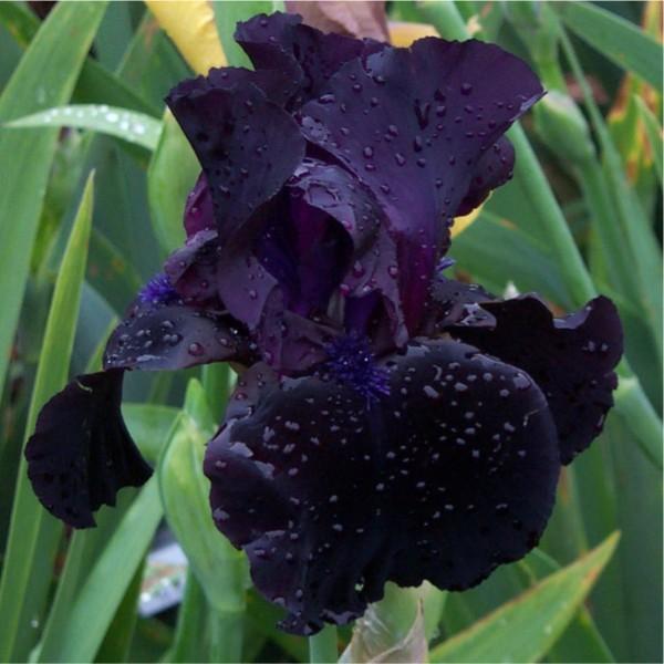 Photo of Tall Bearded Iris (Iris 'Anvil of Darkness') uploaded by avmoran