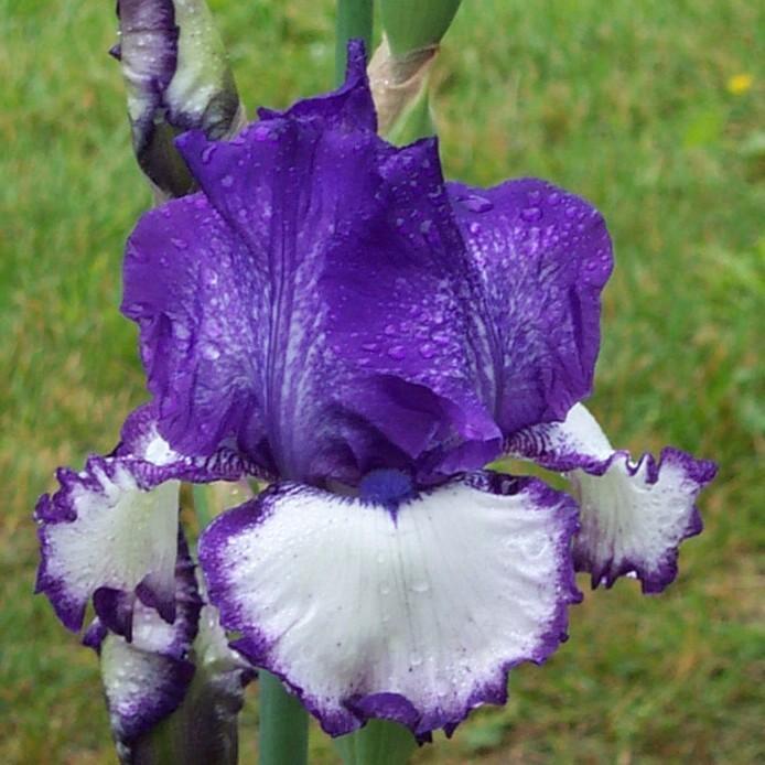 Photo of Tall Bearded Iris (Iris 'Lady Laree') uploaded by avmoran