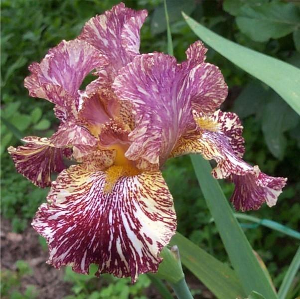 Photo of Tall Bearded Iris (Iris 'Bewilderbeast') uploaded by avmoran