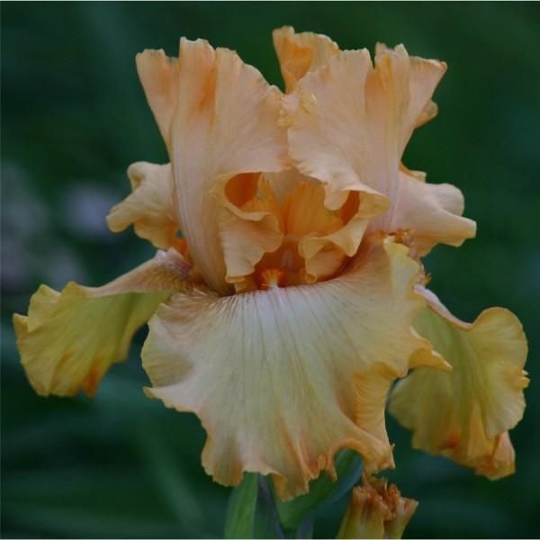 Photo of Tall Bearded Iris (Iris 'Brilliance') uploaded by avmoran