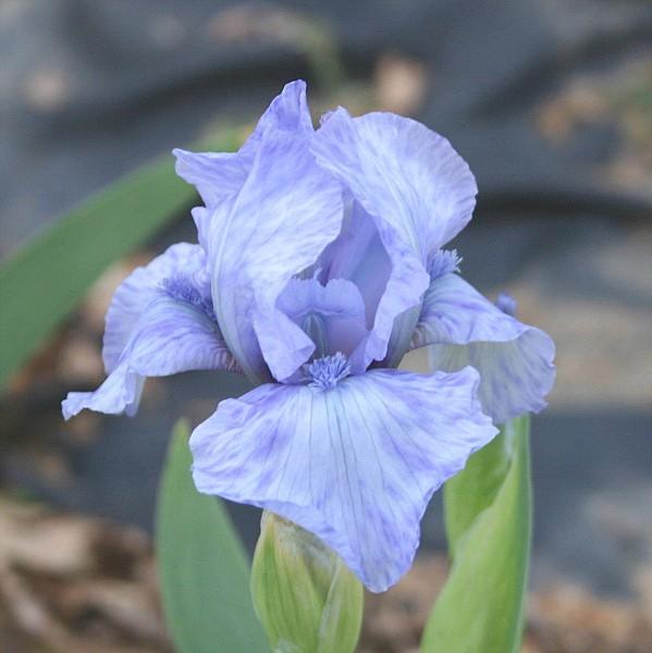 Photo of Intermediate Bearded Iris (Iris 'Az Ap') uploaded by avmoran