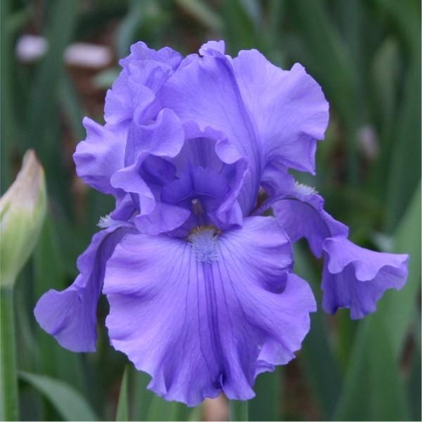 Photo of Tall Bearded Iris (Iris 'Breakers') uploaded by avmoran