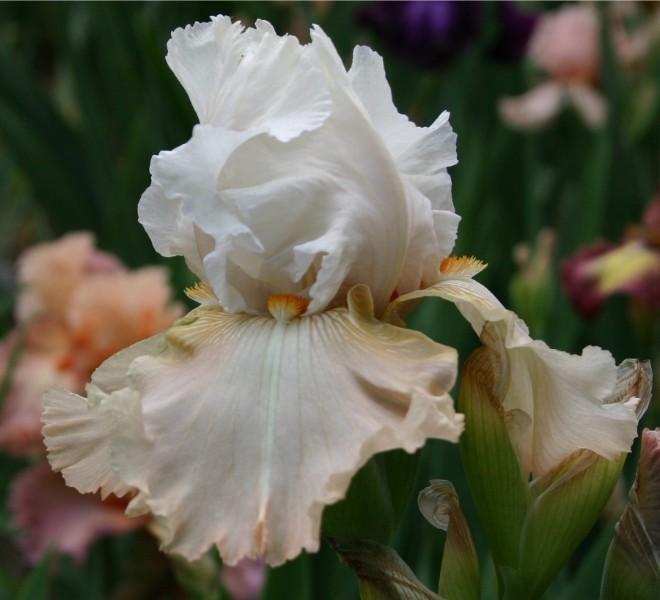 Photo of Tall Bearded Iris (Iris 'Angel's Desire') uploaded by avmoran