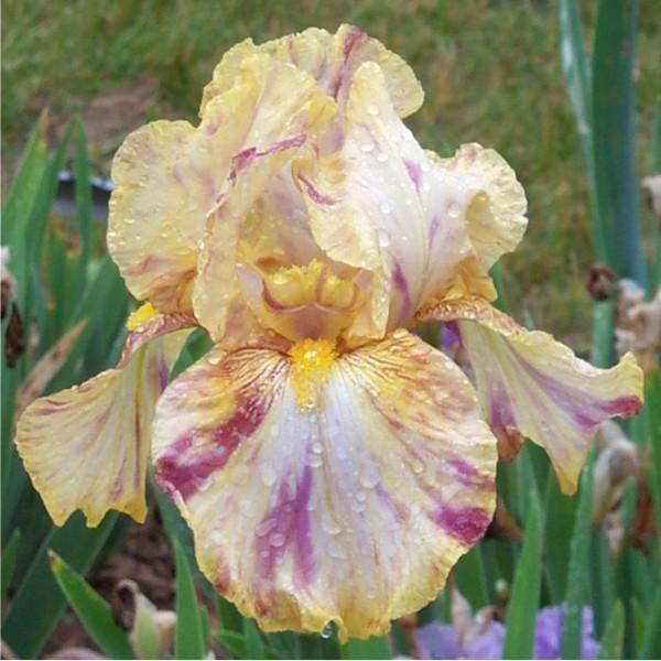 Photo of Tall Bearded Iris (Iris 'Autumn Years') uploaded by avmoran