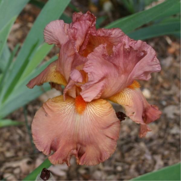 Photo of Tall Bearded Iris (Iris 'Copper Classic') uploaded by avmoran