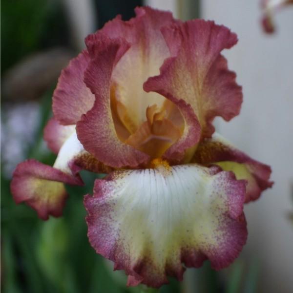 Photo of Tall Bearded Iris (Iris 'Cinnamon Girl') uploaded by avmoran