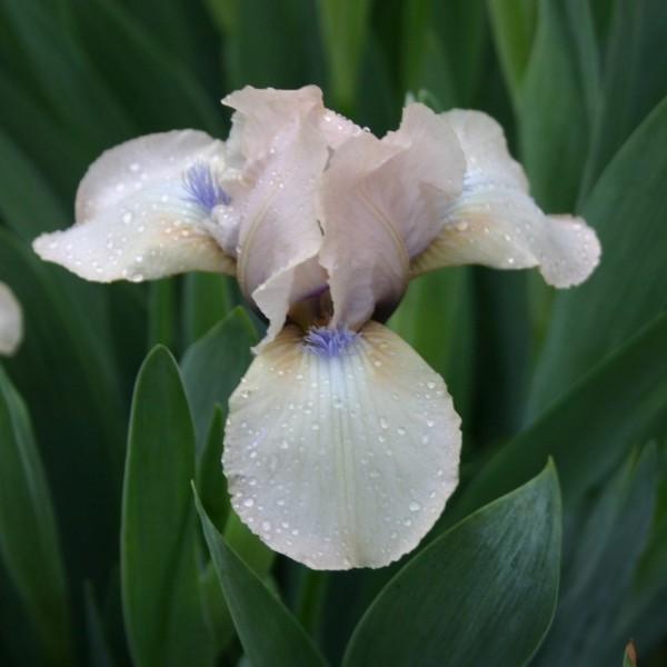 Photo of Standard Dwarf Bearded Iris (Iris 'Chanted') uploaded by avmoran