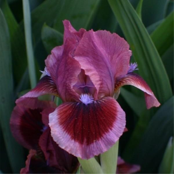 Photo of Standard Dwarf Bearded Iris (Iris 'Cat's Eye') uploaded by avmoran