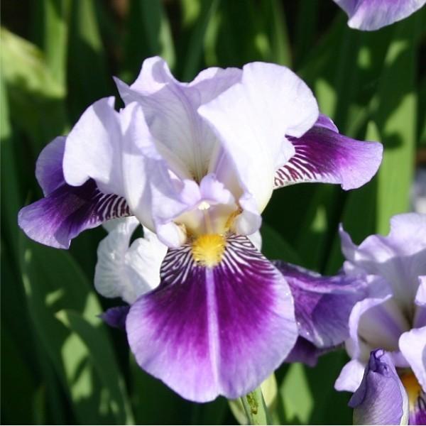 Photo of Miniature Tall Bearded Iris (Iris 'Dividing Line') uploaded by avmoran