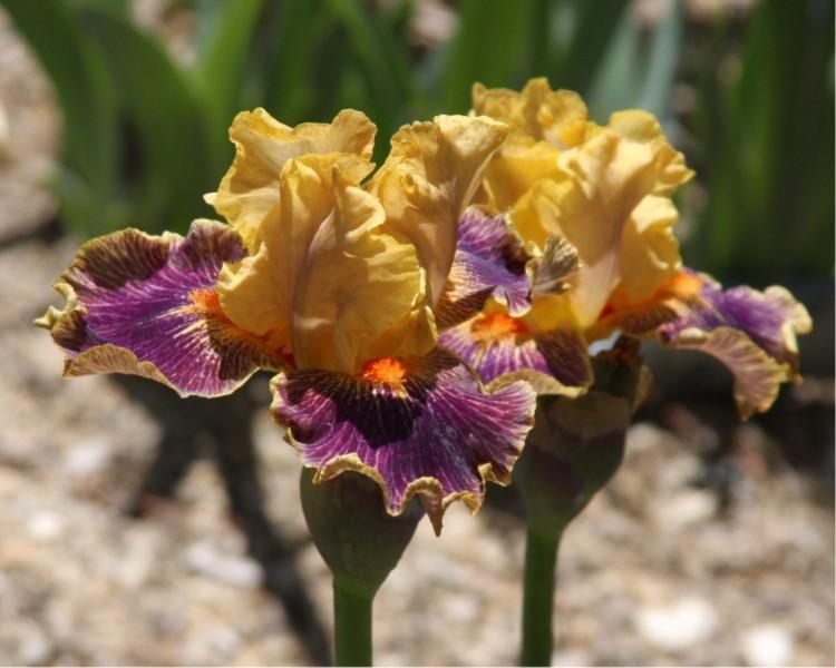 Photo of Intermediate Bearded Iris (Iris 'Delirium') uploaded by avmoran