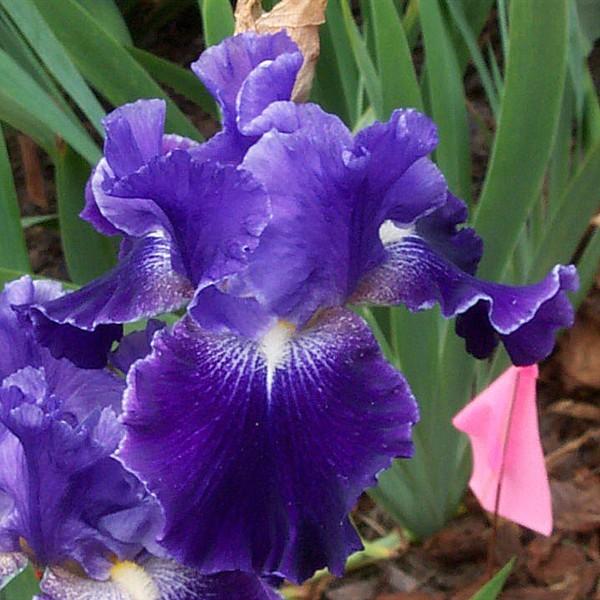 Photo of Tall Bearded Iris (Iris 'Daughter of Stars') uploaded by avmoran