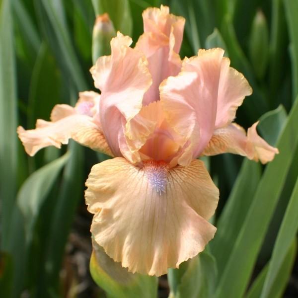 Photo of Intermediate Bearded Iris (Iris 'Country Dance') uploaded by avmoran