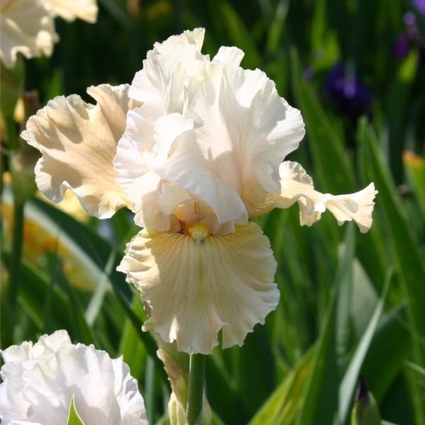 Photo of Tall Bearded Iris (Iris 'Champagne Elegance') uploaded by avmoran