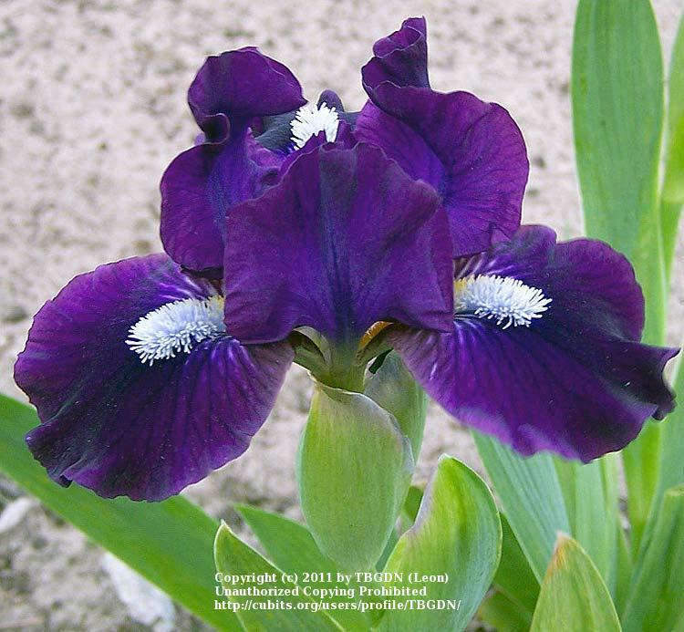 Photo of Standard Dwarf Bearded Iris (Iris 'Wish Upon a Star') uploaded by TBGDN