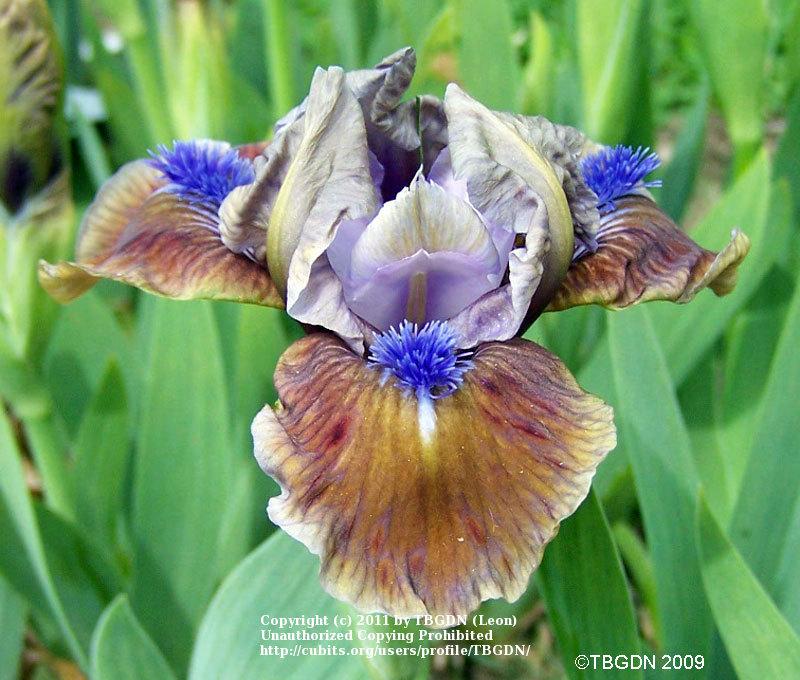 Photo of Standard Dwarf Bearded Iris (Iris 'Private First Class') uploaded by TBGDN