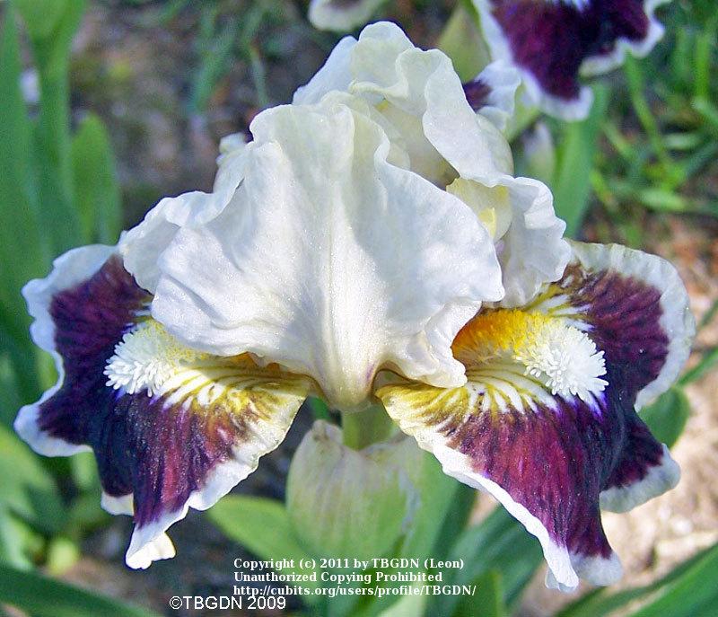 Photo of Standard Dwarf Bearded Iris (Iris 'Nine Lives') uploaded by TBGDN