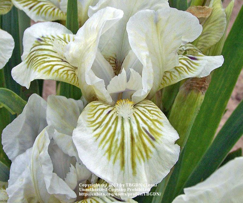 Photo of Standard Dwarf Bearded Iris (Iris 'Snow Tree') uploaded by TBGDN