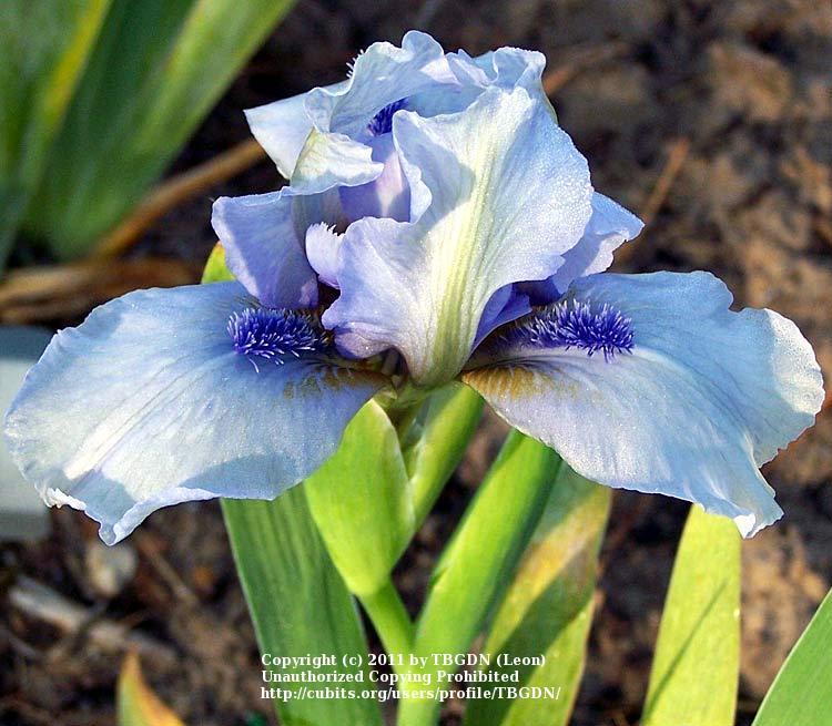 Photo of Standard Dwarf Bearded Iris (Iris 'Forever Blue') uploaded by TBGDN