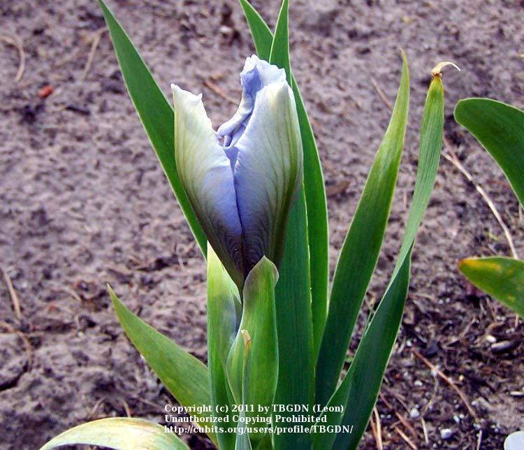 Photo of Standard Dwarf Bearded Iris (Iris 'Forever Blue') uploaded by TBGDN