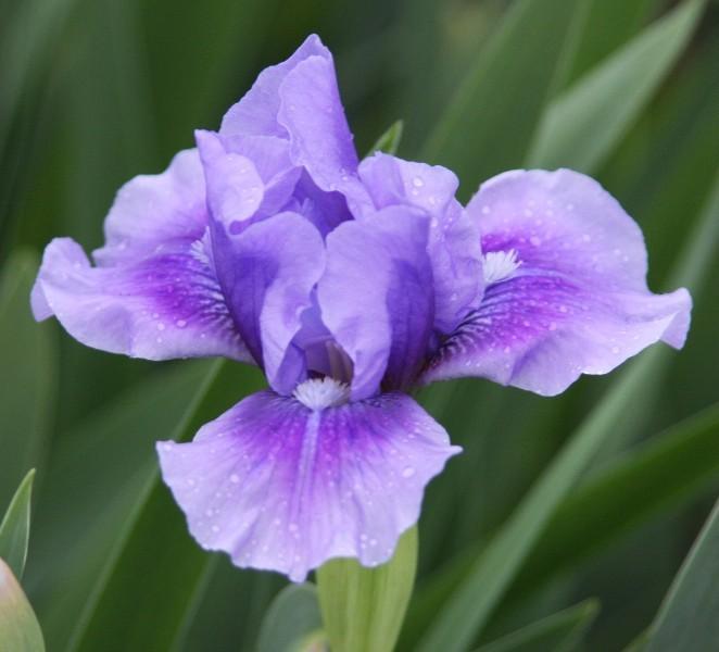 Photo of Intermediate Bearded Iris (Iris 'Bedtime Story') uploaded by avmoran