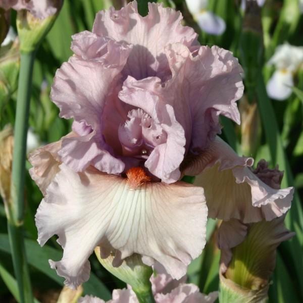 Photo of Tall Bearded Iris (Iris 'Bewitchment') uploaded by avmoran
