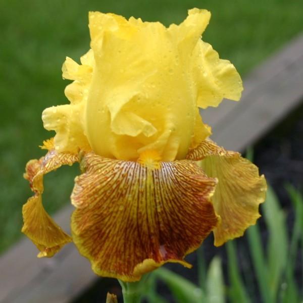Photo of Tall Bearded Iris (Iris 'Bengal Tiger') uploaded by avmoran