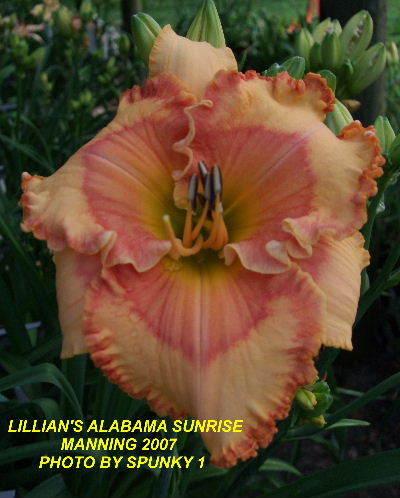 Photo of Daylily (Hemerocallis 'Lillian's Alabama Sunrise') uploaded by spunky1