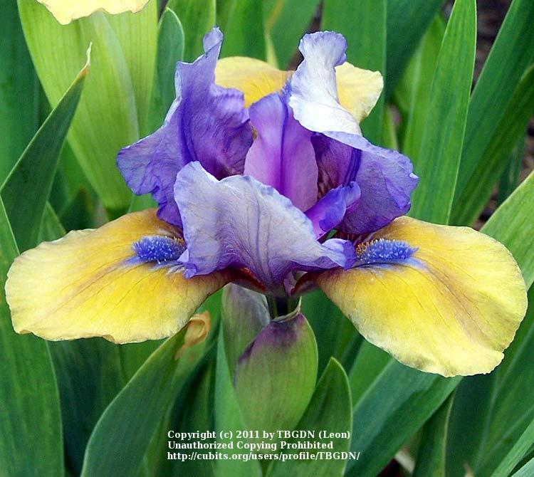Photo of Standard Dwarf Bearded Iris (Iris 'What Again') uploaded by TBGDN