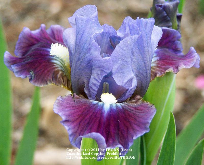 Photo of Standard Dwarf Bearded Iris (Iris 'Devoted') uploaded by TBGDN