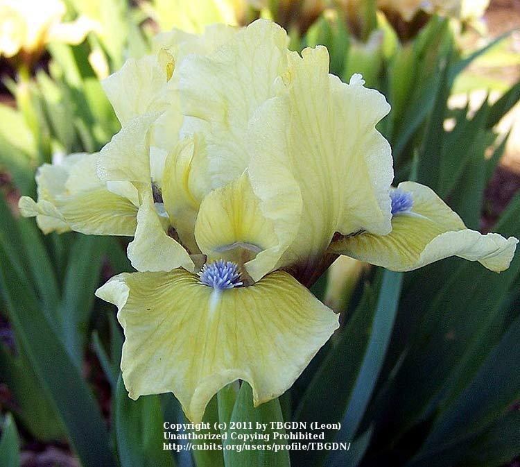 Photo of Standard Dwarf Bearded Iris (Iris 'Sun Puppy') uploaded by TBGDN