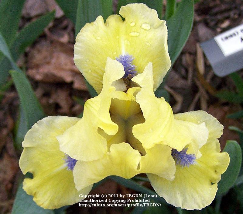 Photo of Standard Dwarf Bearded Iris (Iris 'Sun Puppy') uploaded by TBGDN