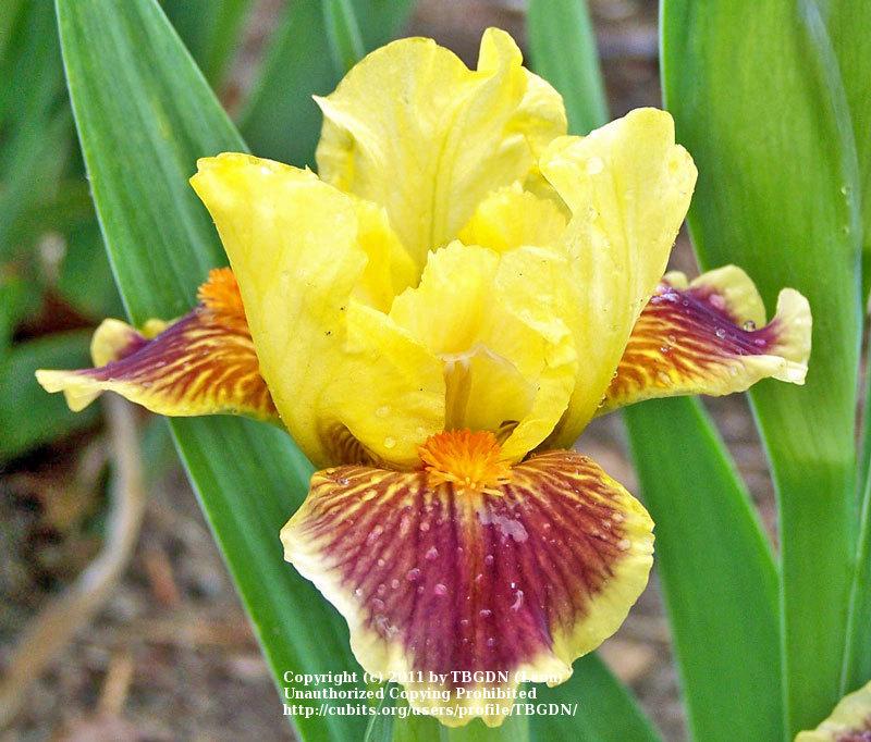 Photo of Standard Dwarf Bearded Iris (Iris 'Zooboomafoo') uploaded by TBGDN