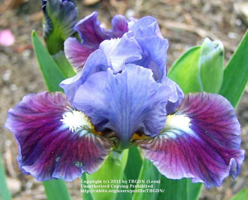 Photo of Standard Dwarf Bearded Iris (Iris 'Devoted') uploaded by TBGDN