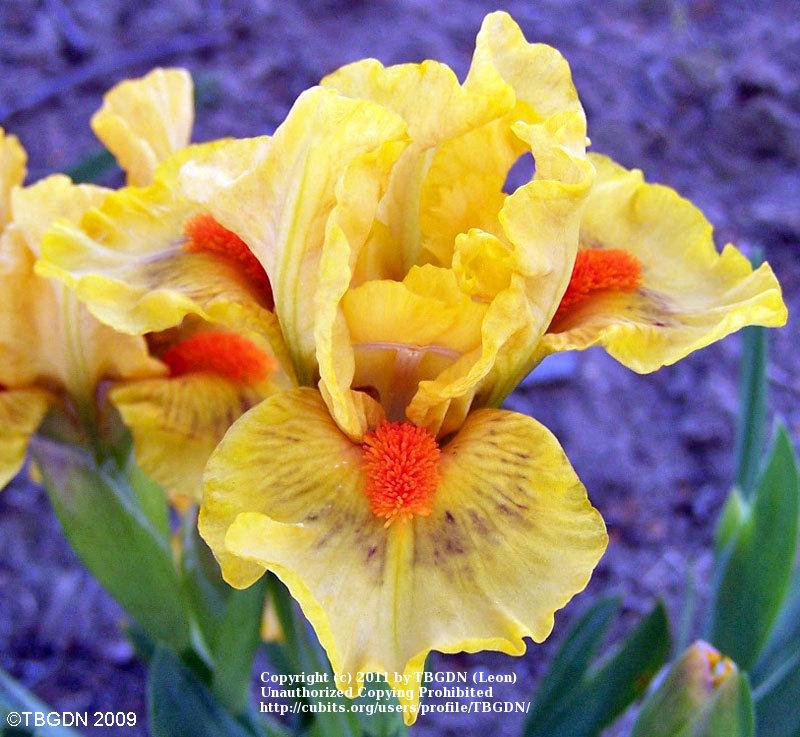 Photo of Standard Dwarf Bearded Iris (Iris 'Clever') uploaded by TBGDN