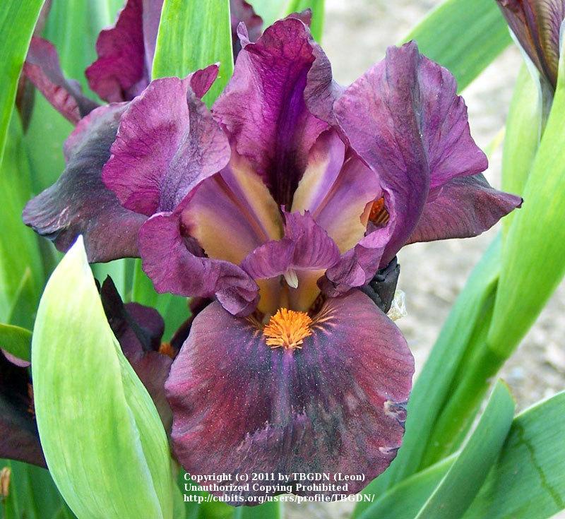 Photo of Standard Dwarf Bearded Iris (Iris 'Minidragon') uploaded by TBGDN