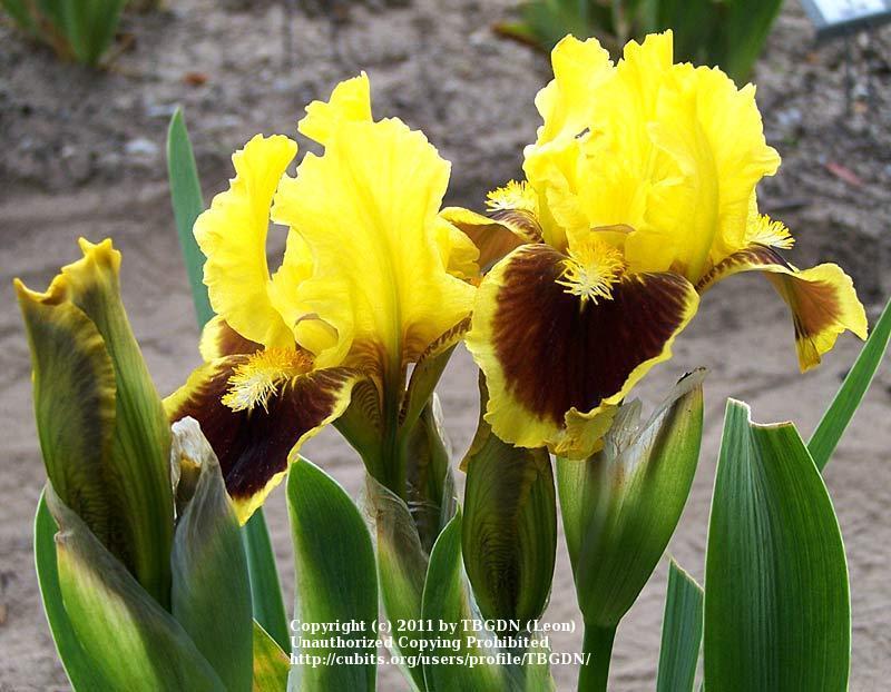 Photo of Standard Dwarf Bearded Iris (Iris 'Ultimate') uploaded by TBGDN