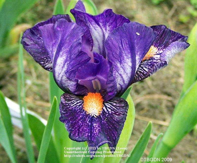 Photo of Standard Dwarf Bearded Iris (Iris 'Hugs') uploaded by TBGDN