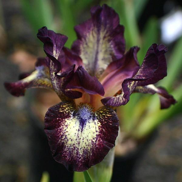 Photo of Standard Dwarf Bearded Iris (Iris 'Buster') uploaded by avmoran