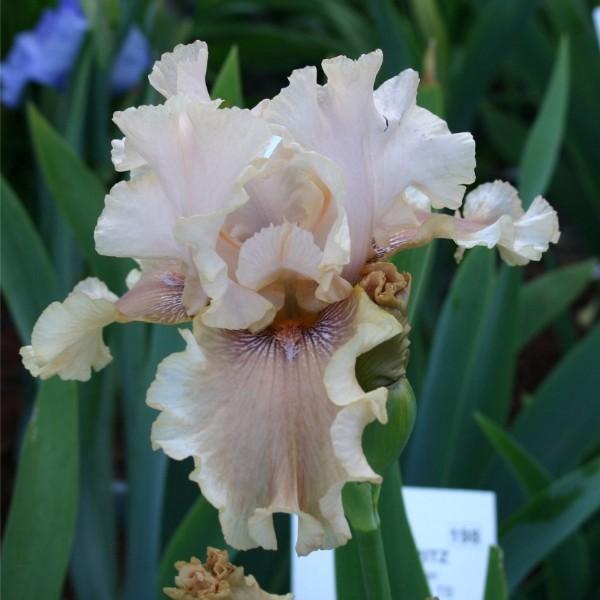 Photo of Tall Bearded Iris (Iris 'Cameo Kiss') uploaded by avmoran