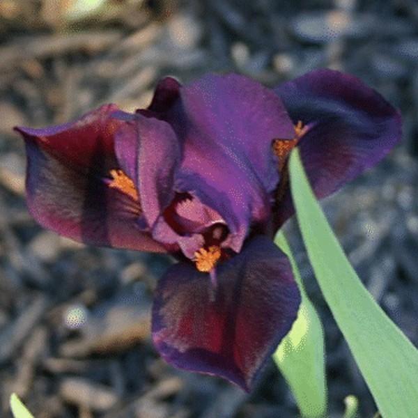 Photo of Standard Dwarf Bearded Iris (Iris 'Minidragon') uploaded by avmoran