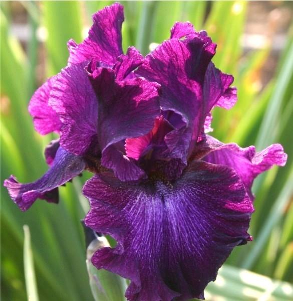 Photo of Tall Bearded Iris (Iris 'Bubble Bubble') uploaded by avmoran