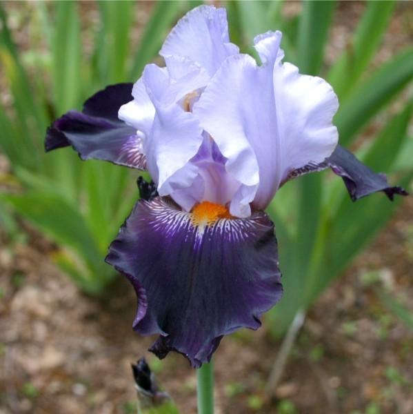 Photo of Tall Bearded Iris (Iris 'Cabaret Royale') uploaded by avmoran