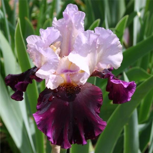 Photo of Tall Bearded Iris (Iris 'Brazilian Holiday') uploaded by avmoran
