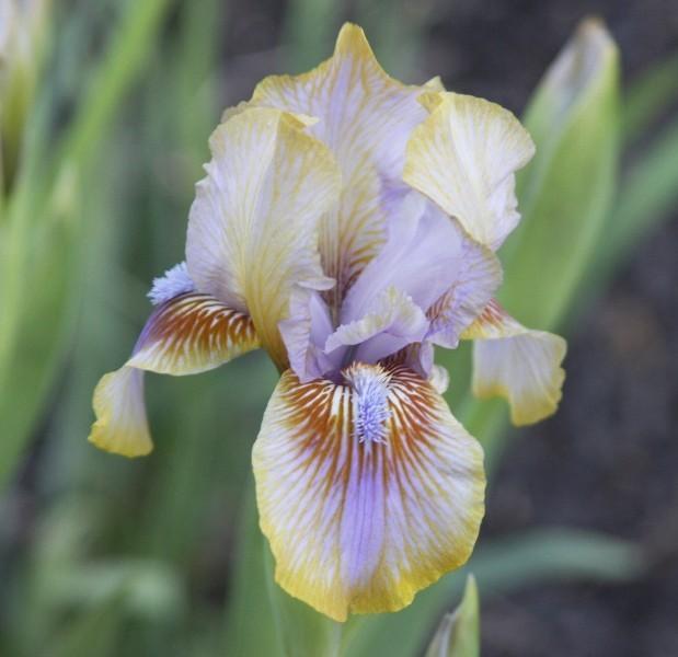 Photo of Arilbred Iris (Iris 'Childsong') uploaded by avmoran