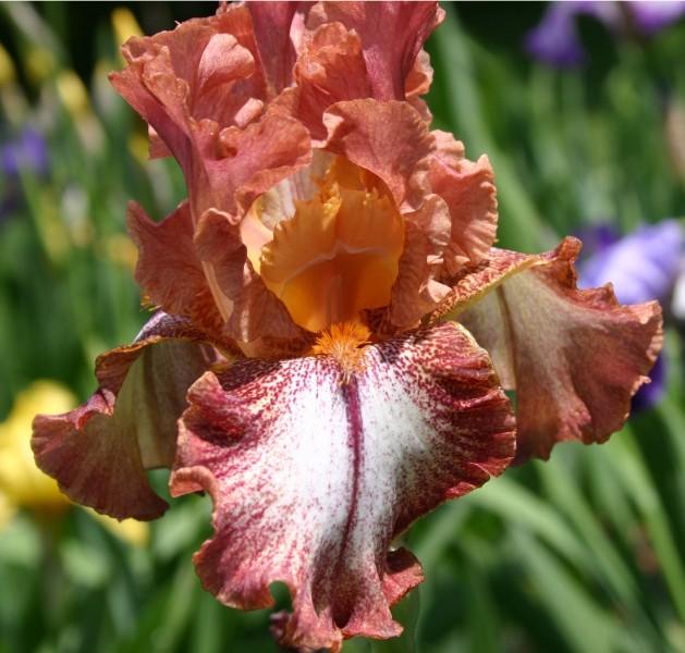 Photo of Border Bearded Iris (Iris 'Chickasaw Sue') uploaded by avmoran