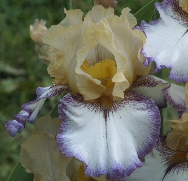 Photo of Tall Bearded Iris (Iris 'Chief John Jolly') uploaded by avmoran